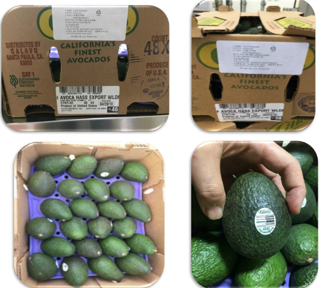 아보카도1.jpg